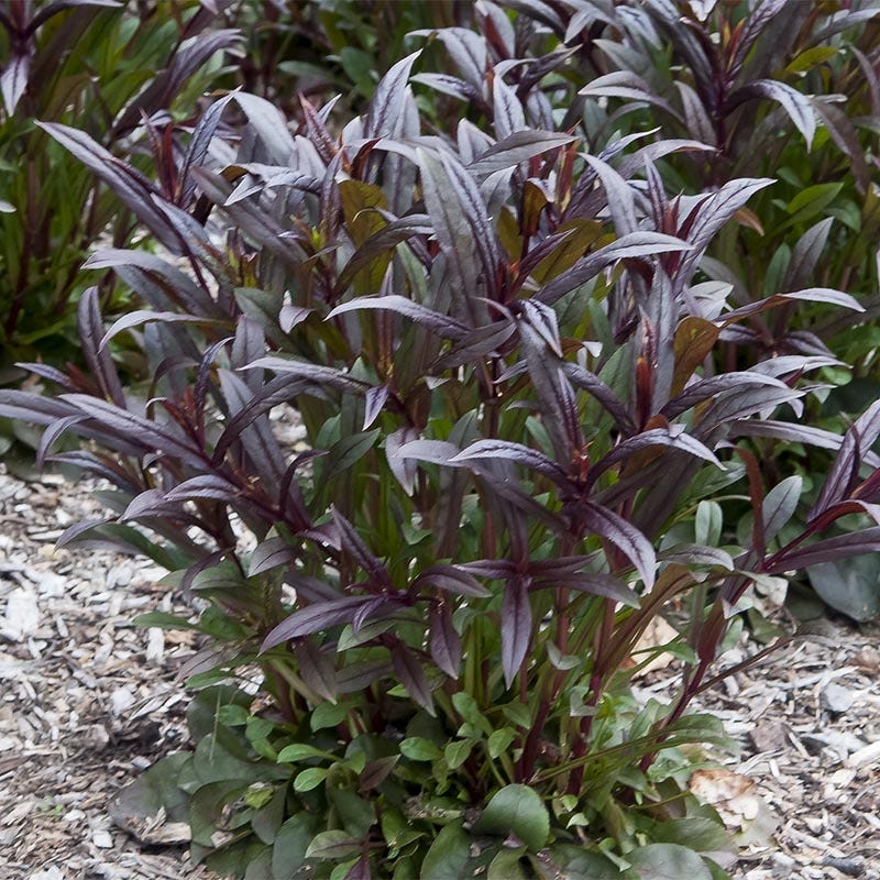 Dark Towers Penstemon - Image 7