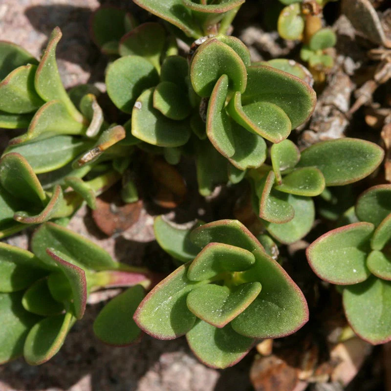 Davidson's Penstemon - Image 3