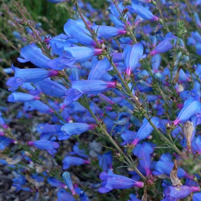 Arizona Perennial Collection - Image 5