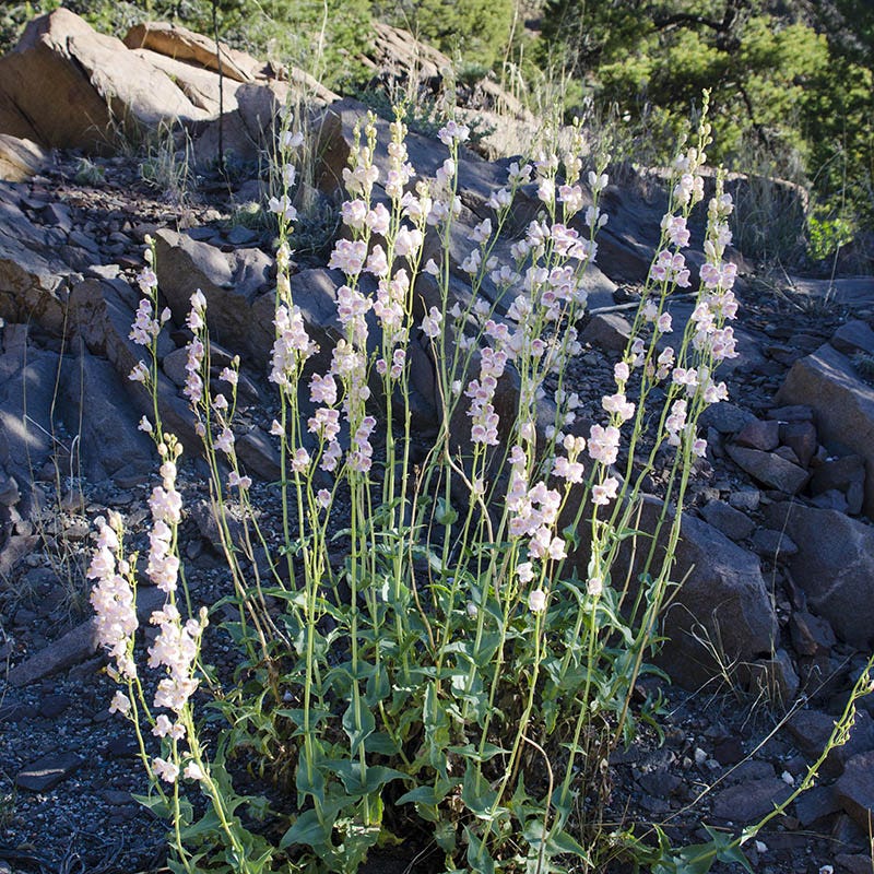 Palmer's Penstemon - Image 2