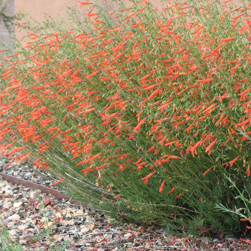 Western Native Penstemon Collection - Image 5