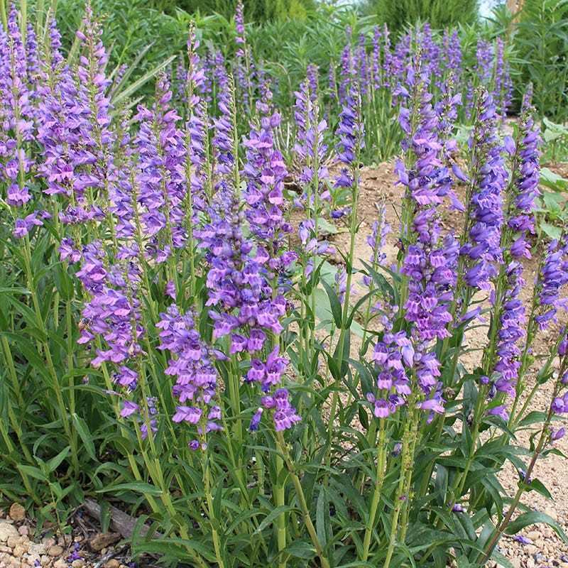 Rocky Mountain Penstemon - Image 2