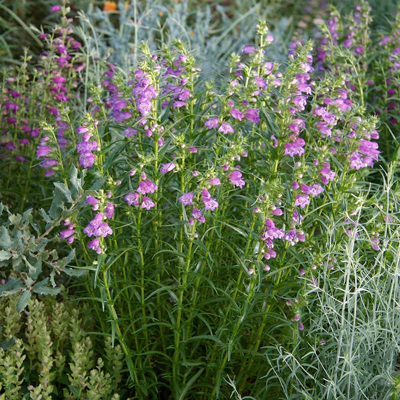 Shadow Mountain® Penstemon - Image 3