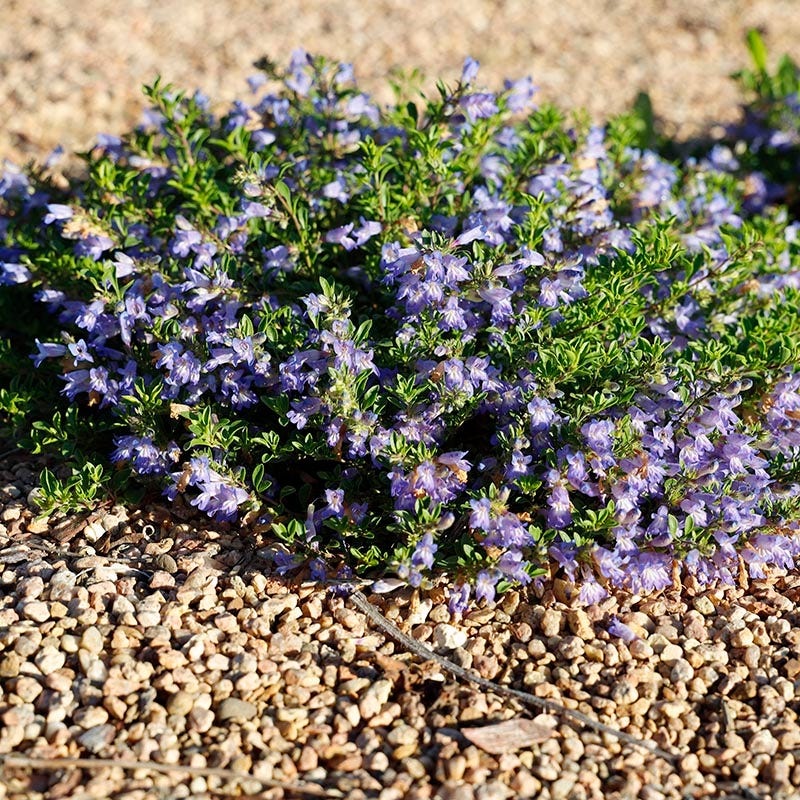Waggon Wheel® Bluemat Penstemon - Image 2