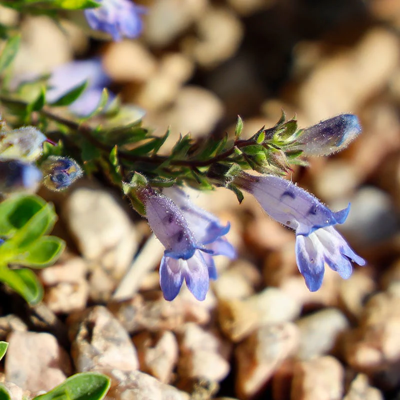 Waggon Wheel® Bluemat Penstemon - Image 3