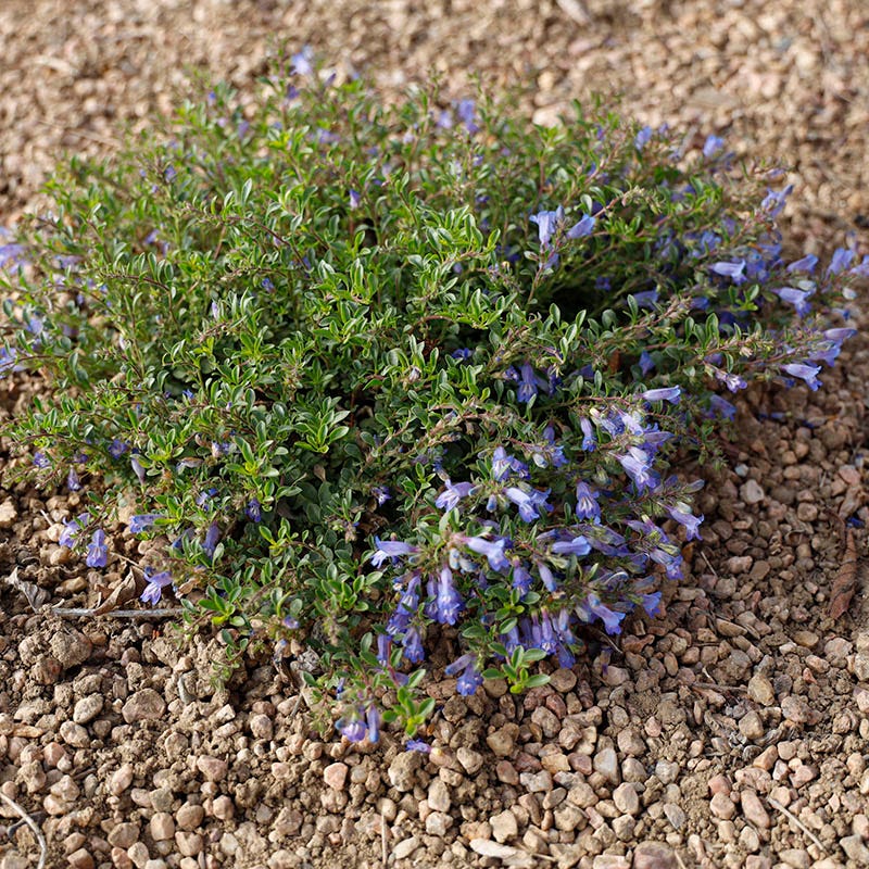 Waggon Wheel® Bluemat Penstemon - Image 4