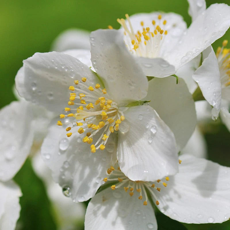 Cheyenne® Mock Orange - Image 5