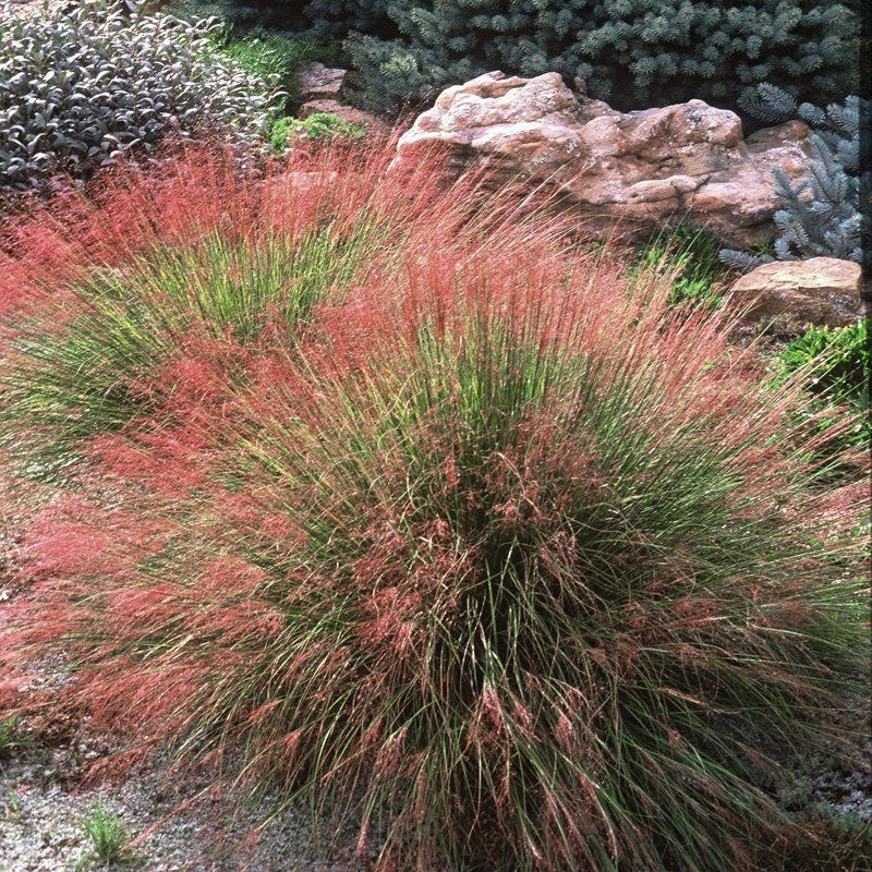 Native Mid-Atlantic Songbird Pre-Planned Garden - Image 8