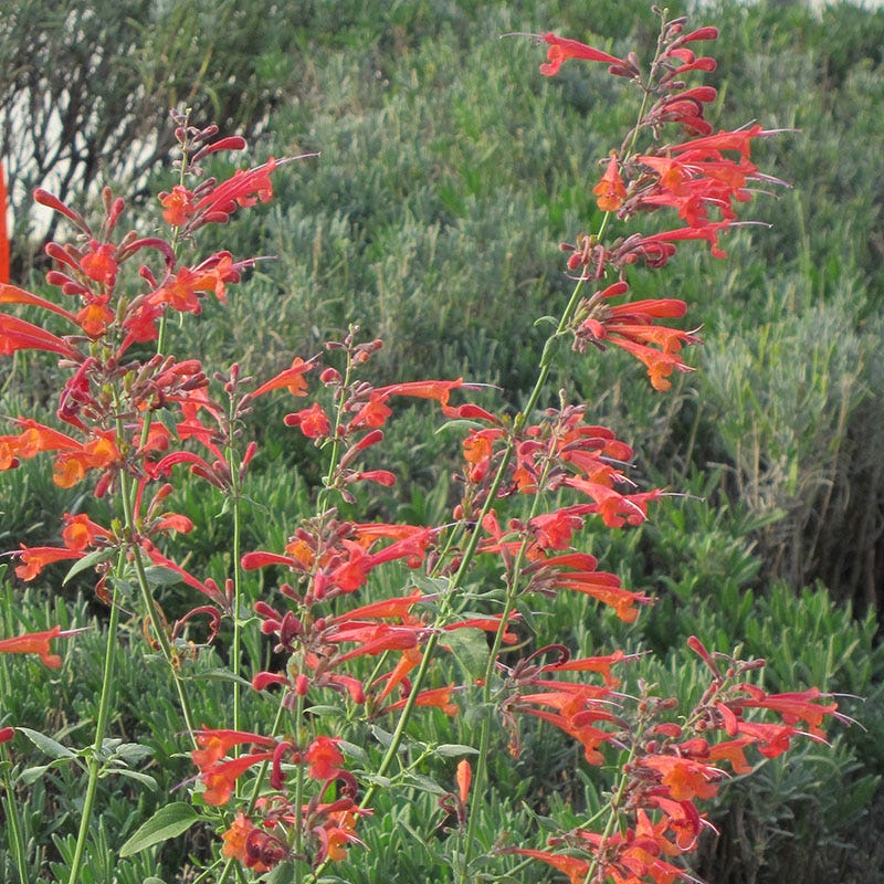 Pollinator Paradise Pre-Planned Garden - Image 5