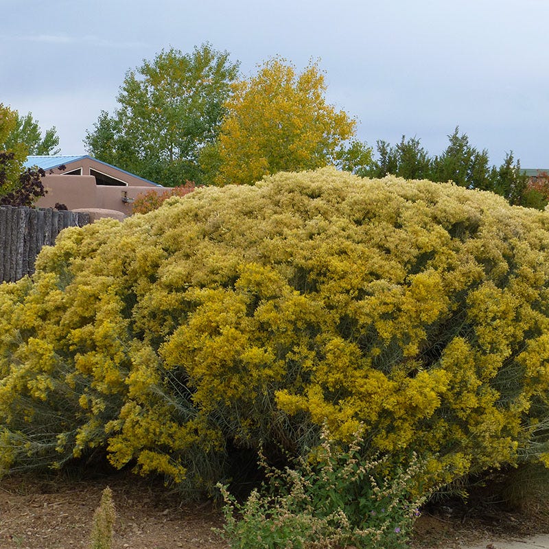 Habitat Shrub Collection For The West - Image 3