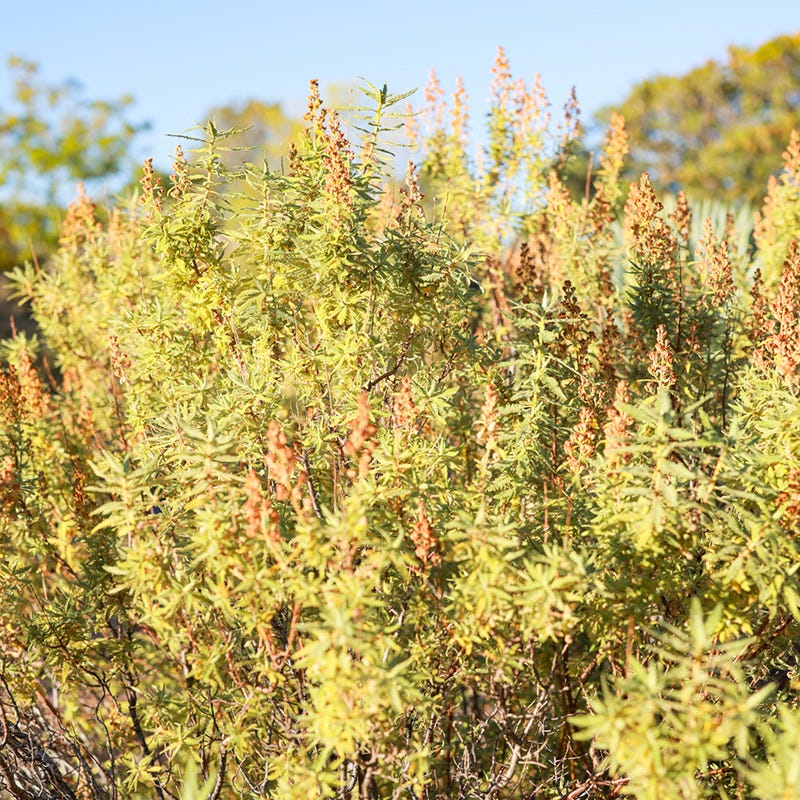Habitat Shrub Collection For The West - Image 6