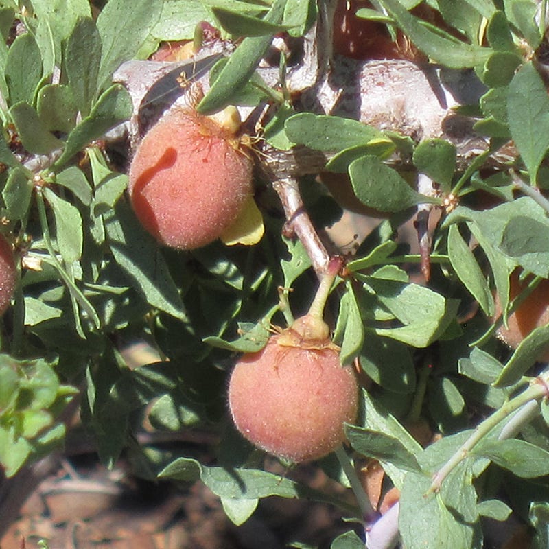 Desert Peach (Prunus) - Image 4