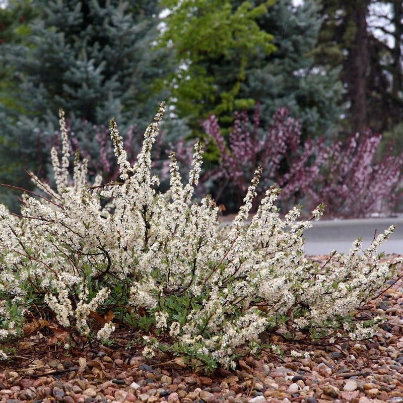 Native Intermountain West Songbird Pre-Planned Garden - Image 6