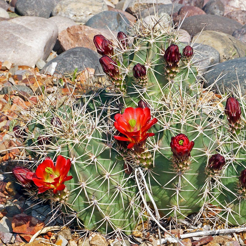 Cold Hardy Native Cacti Collection - Image 5