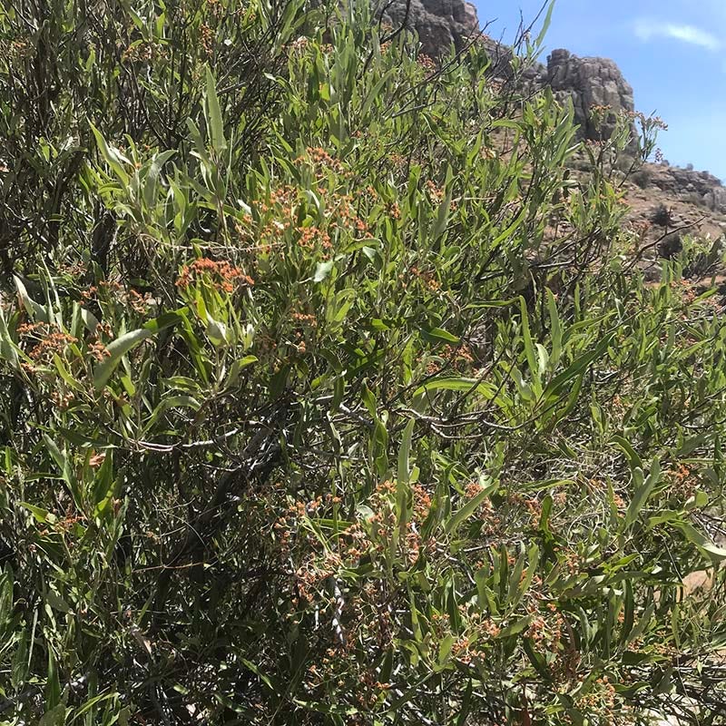 Arizona Rosewood - Image 2