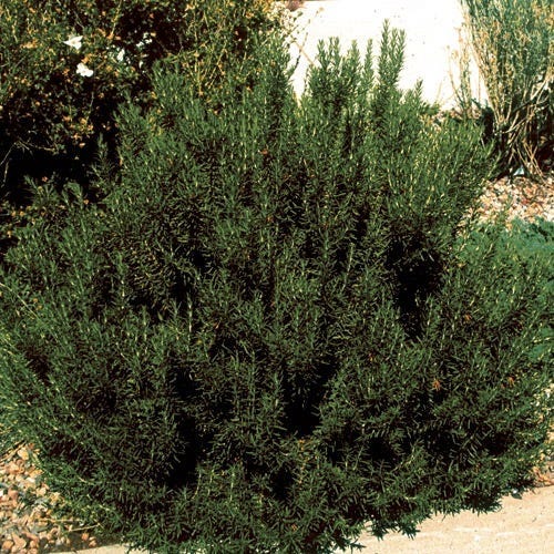Arp Rosemary - Image 2