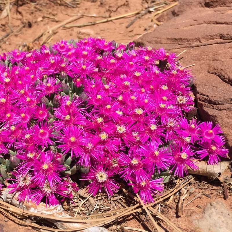 Creeping Shrubby Ice Plant (Ruschia) - Image 2