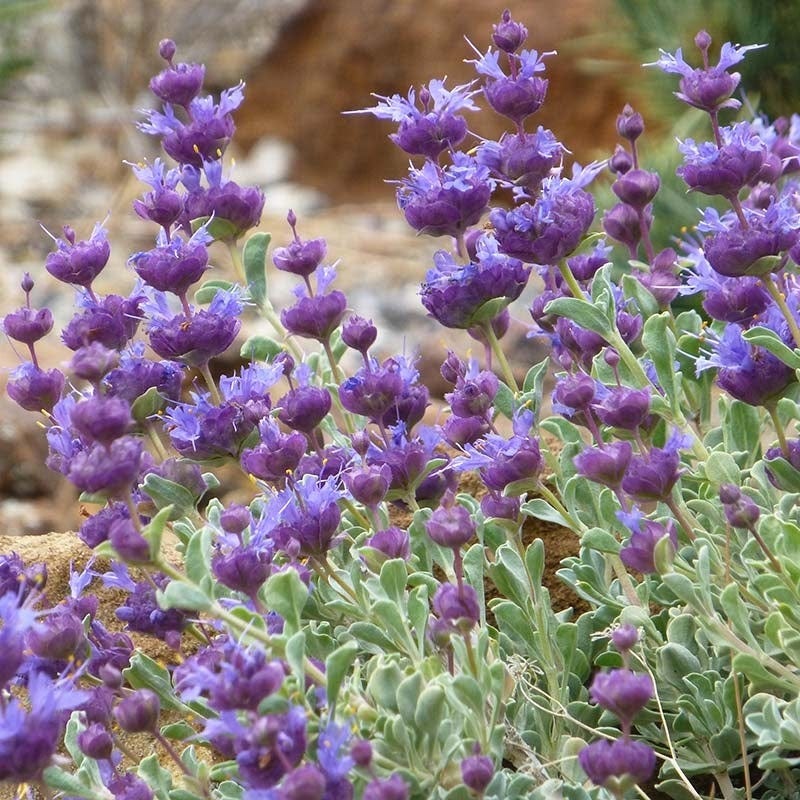 Salvia Collection - Image 5