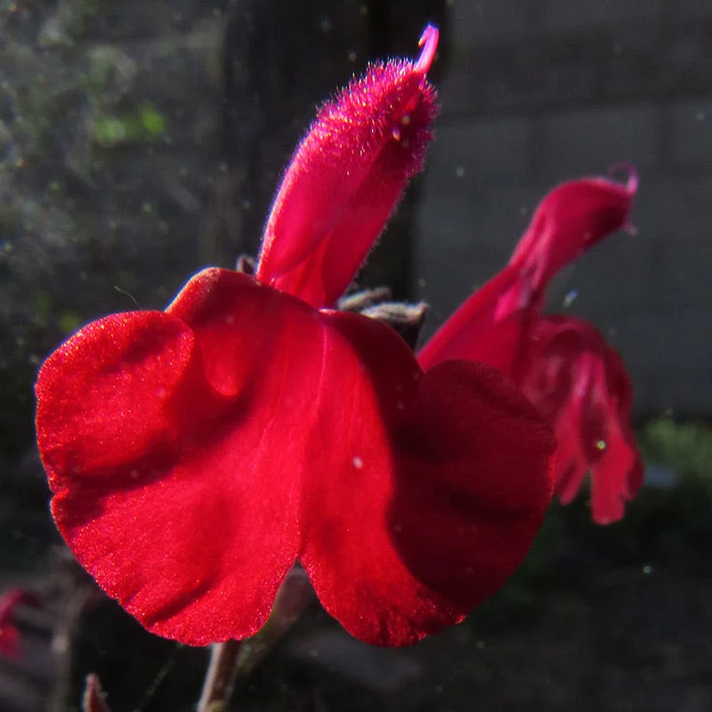 Maraschino Salvia - Image 3