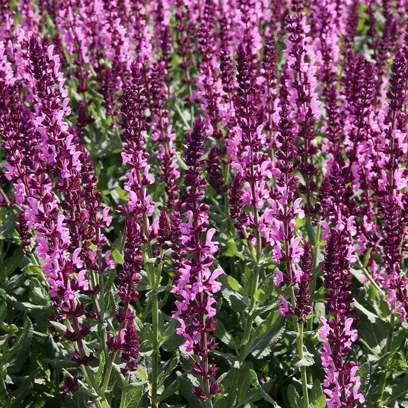 Salvia Collection - Image 3
