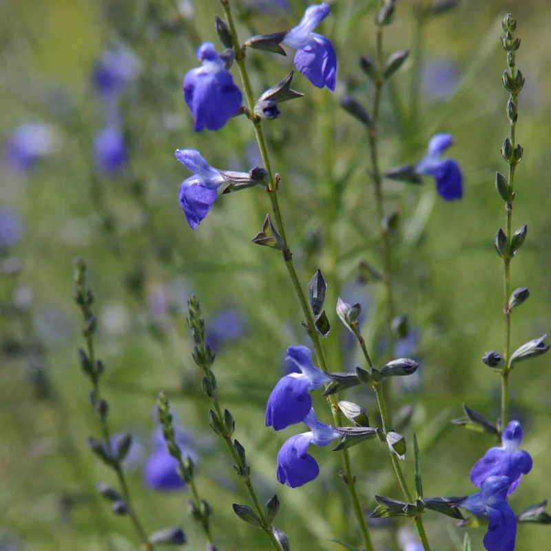 Salvia Collection - Image 4