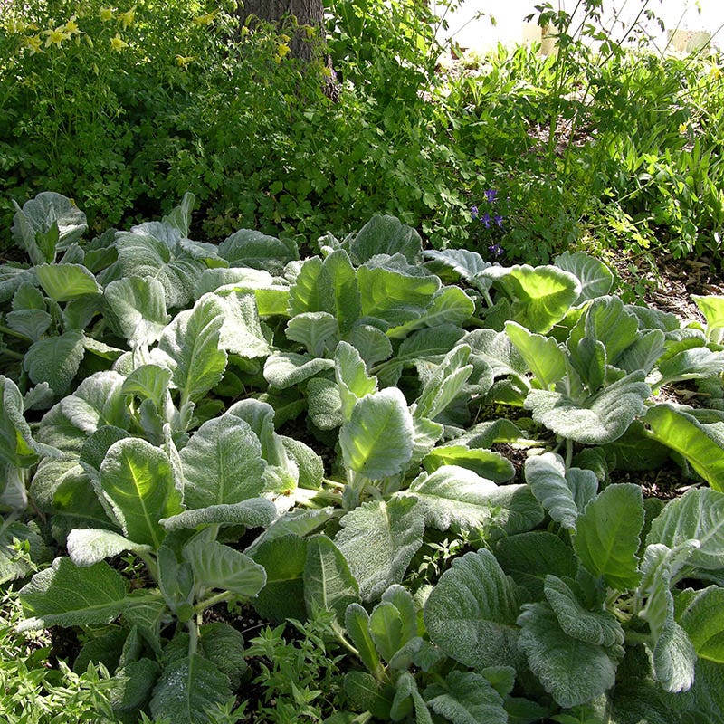 Silver Salvia - Image 3