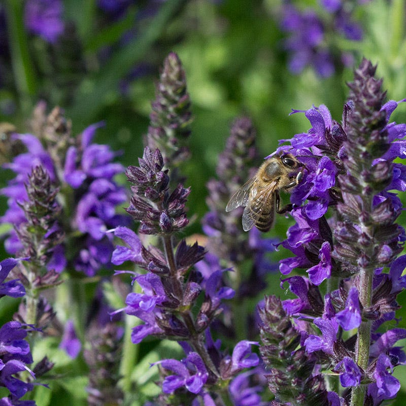 May Night Salvia - Image 4