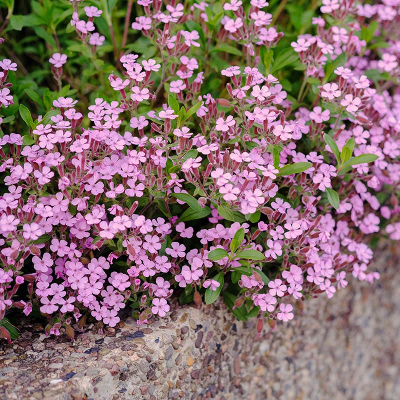 Saponaria ocymoides - Image 2