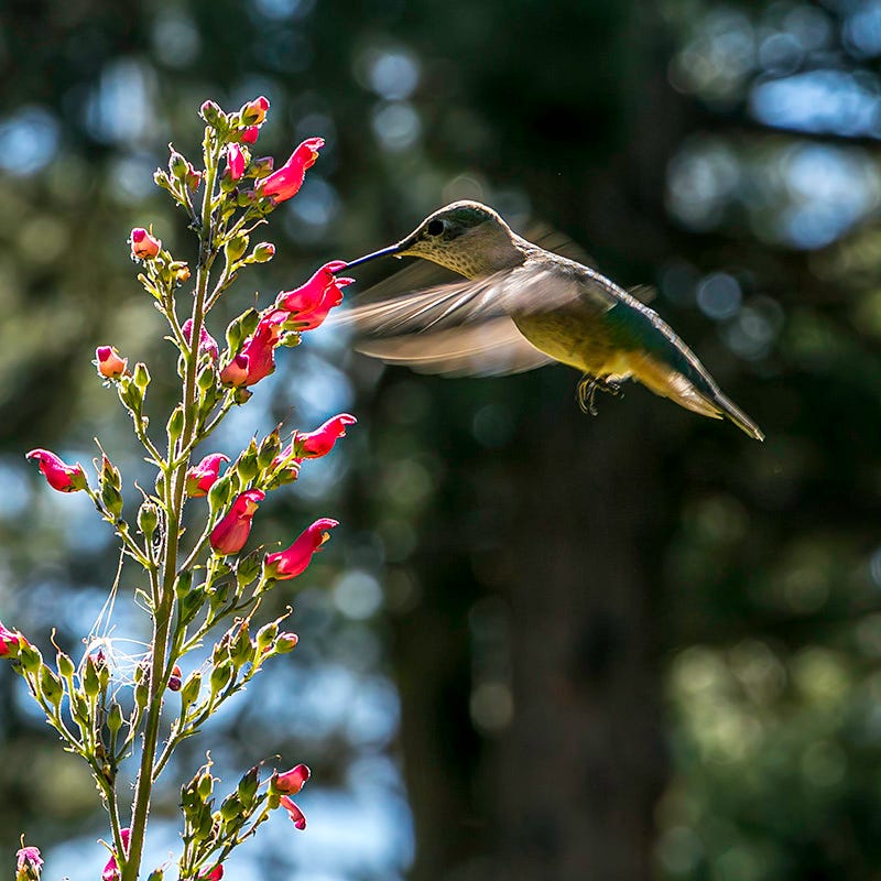 Redbirds In A Tree (Scrophularia) - Image 3