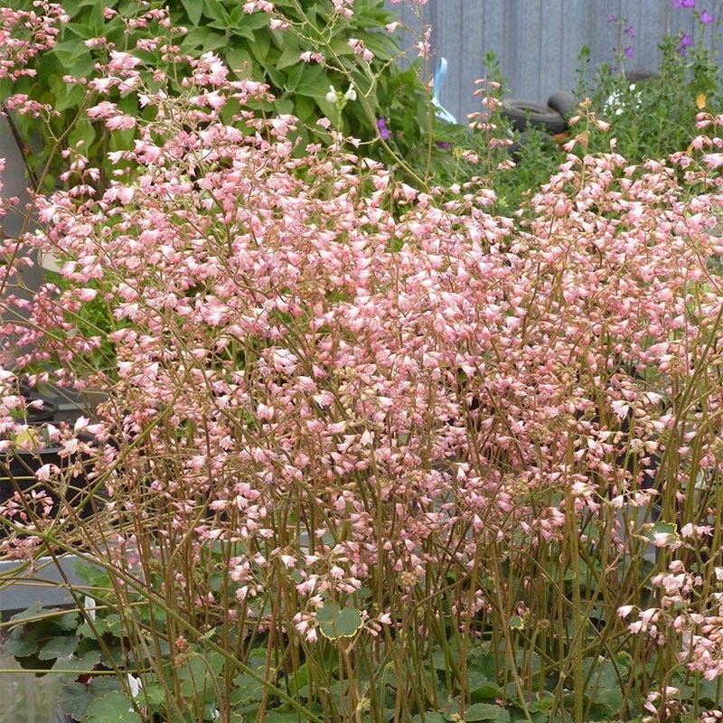 Shady Oasis Container Garden - Image 6