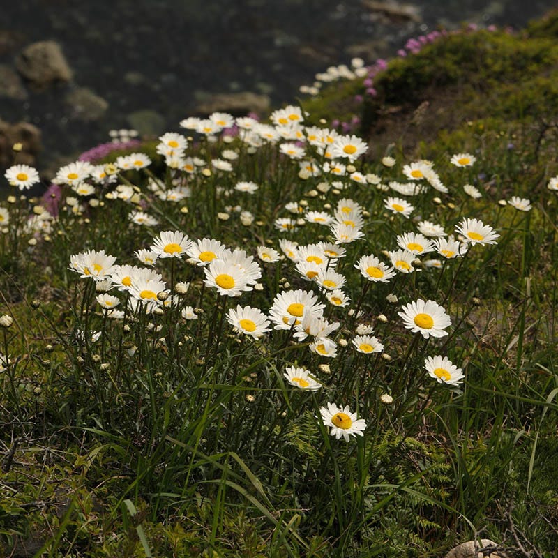Becky Shasta Daisy - Image 3