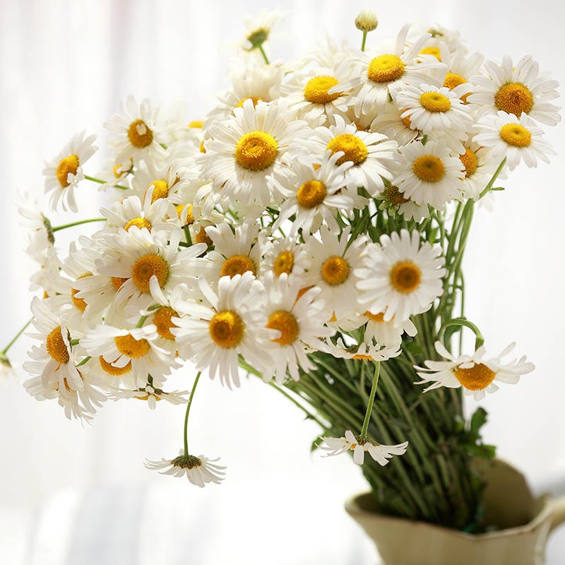 Becky Shasta Daisy - Image 4