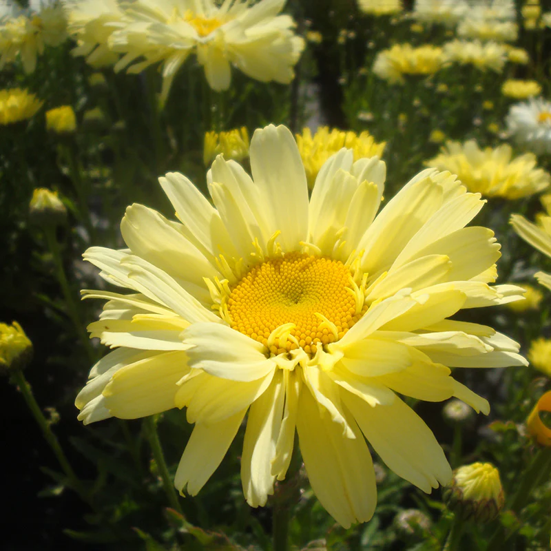 Realflor® Real Dream Shasta Daisy