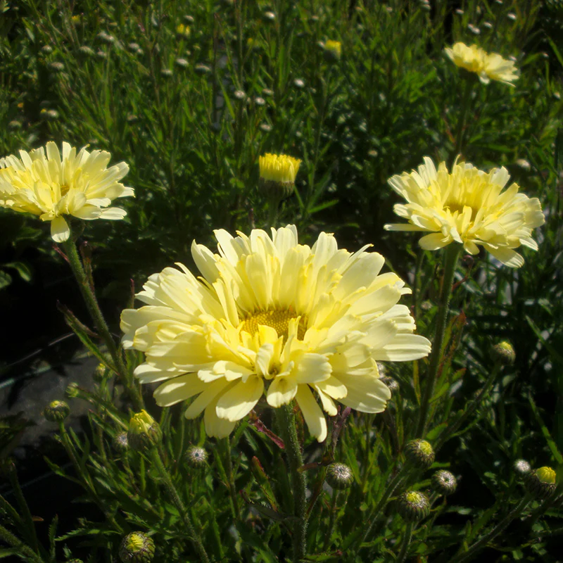 Realflor® Real Dream Shasta Daisy - Image 2