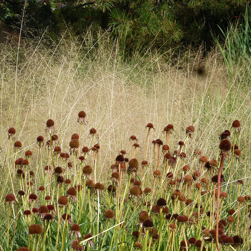 Arizona Perennial Collection - Image 3