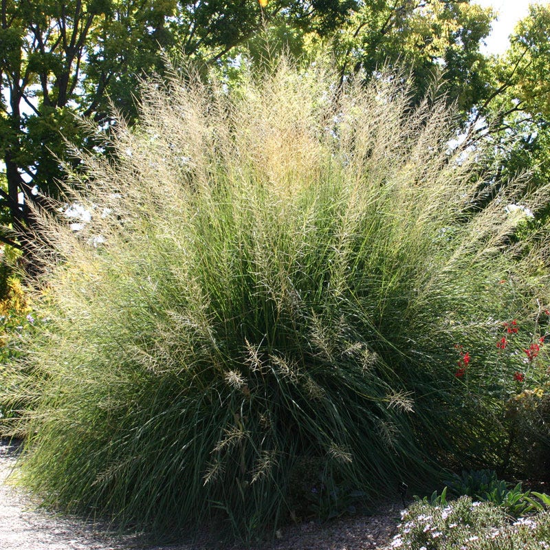 Windbreaker Giant Sacaton Grass - Image 4