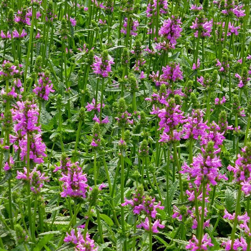 Dwarf Pink Lamb's Ear - Image 3