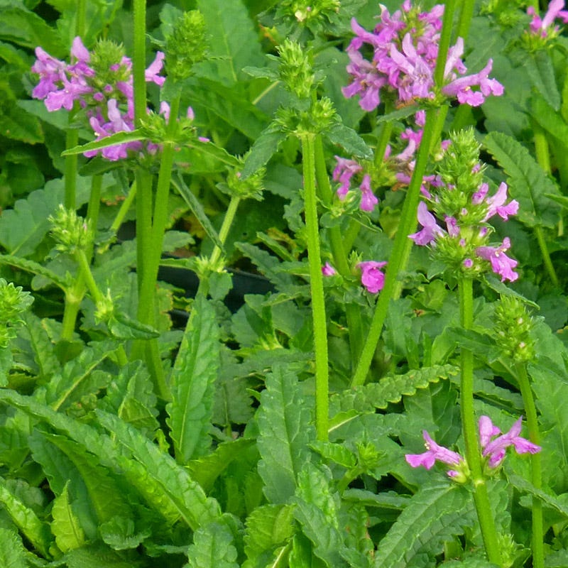 Dwarf Pink Lamb's Ear - Image 4