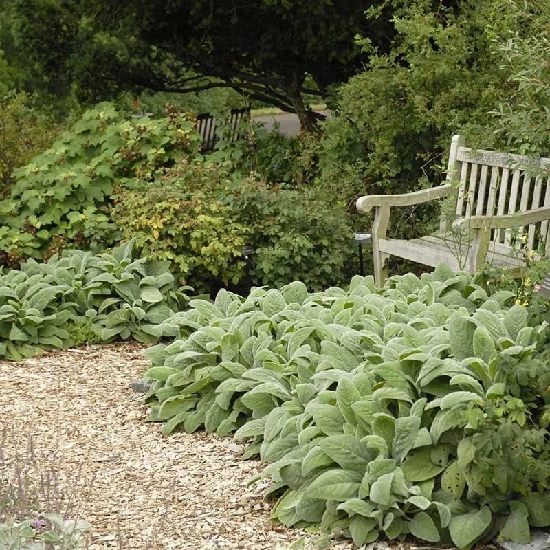 Helen von Stein Lamb's Ear - Image 3