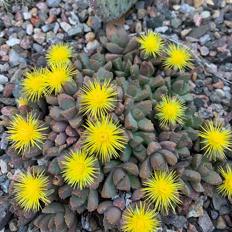 Night-Blooming Ice Plant (Stomatium) - Image 2