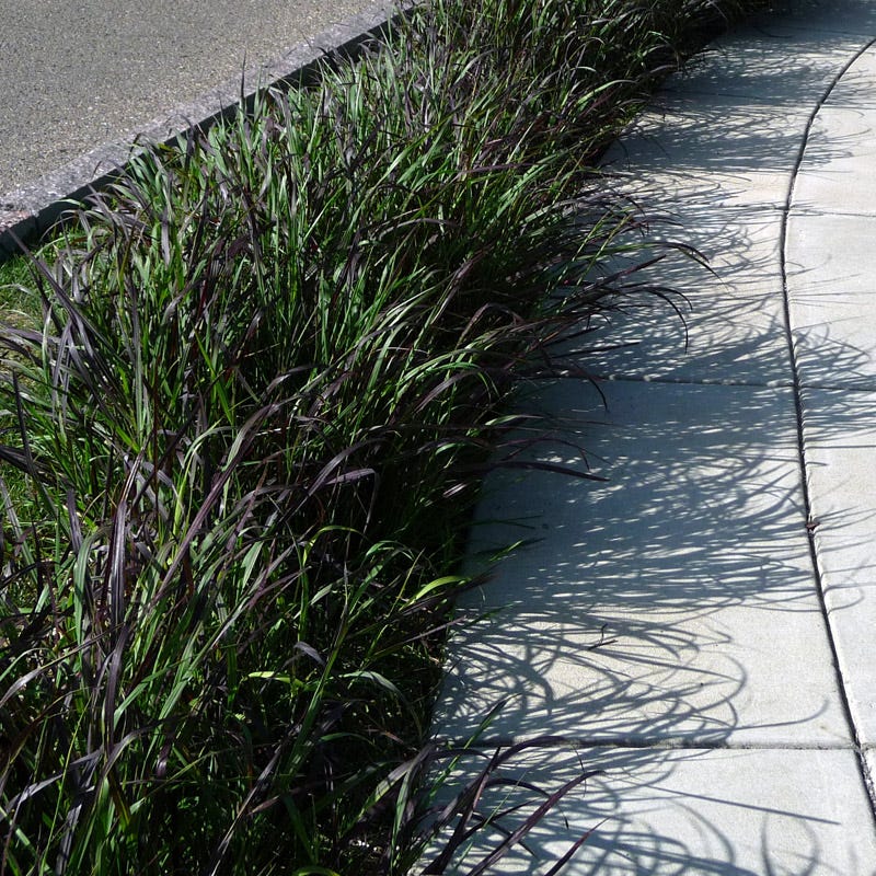 Ruby Ribbons® Prairie Switchgrass - Image 3