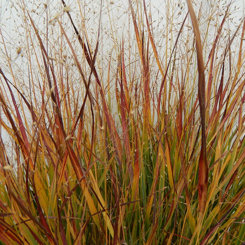 Ruby Ribbons® Prairie Switchgrass - Image 4