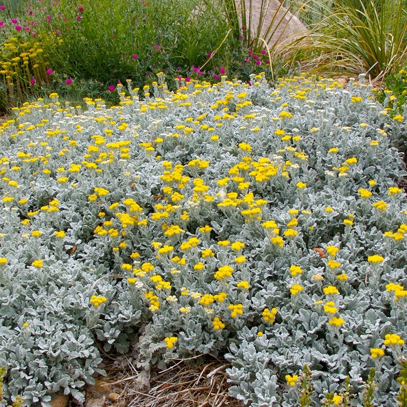 Partridge Feather (Tanacetum) - Image 3