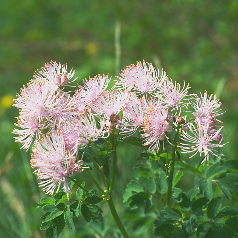 Columbine Meadow Rue (Thalictrum) - Image 3