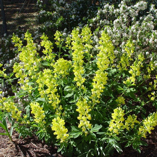 Golden Candles (Thermopsis) - Image 4