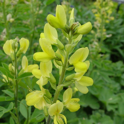 Golden Candles (Thermopsis) - Image 5