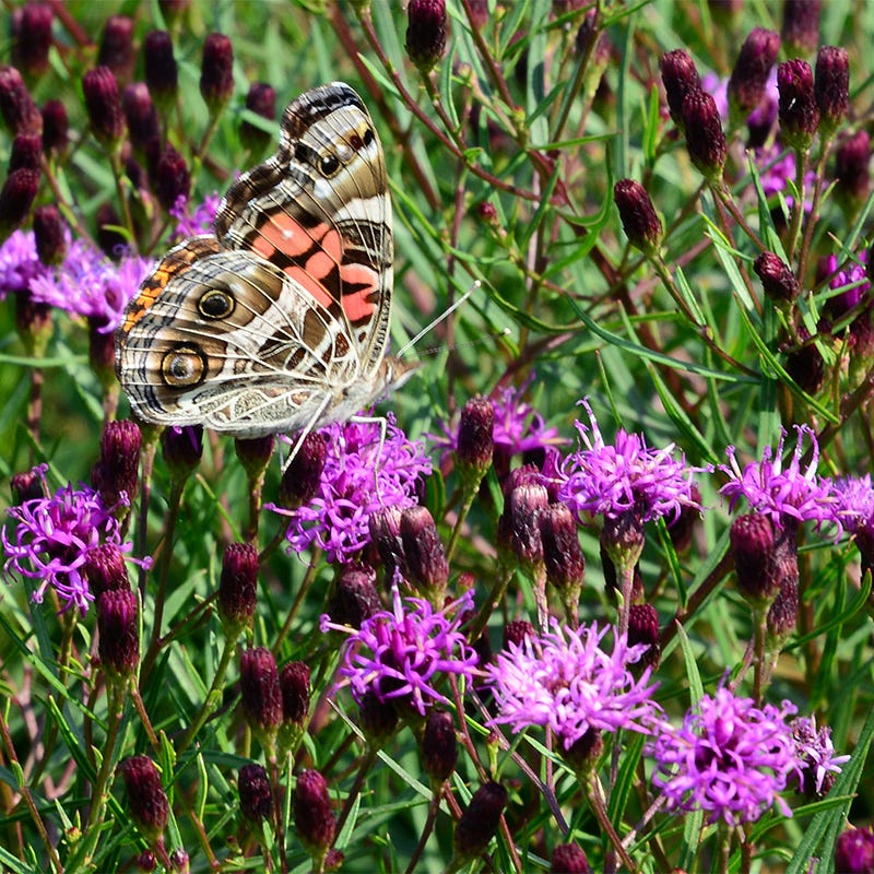 Native Southwest Songbird Pre-Planned Garden - Image 17