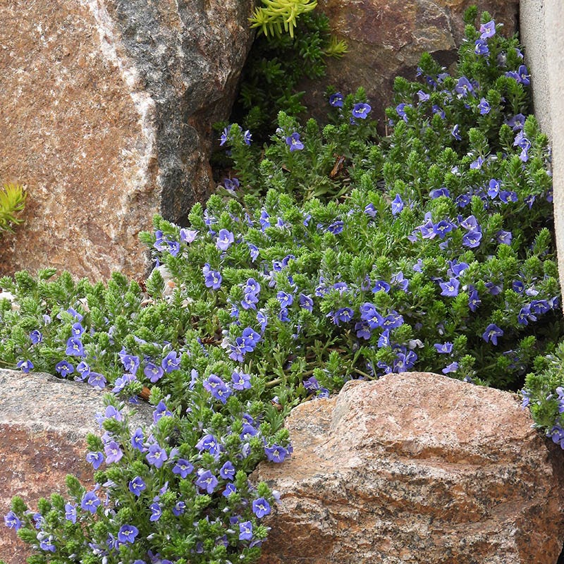 Tread On Me Evergreen Groundcover Collection - Image 5
