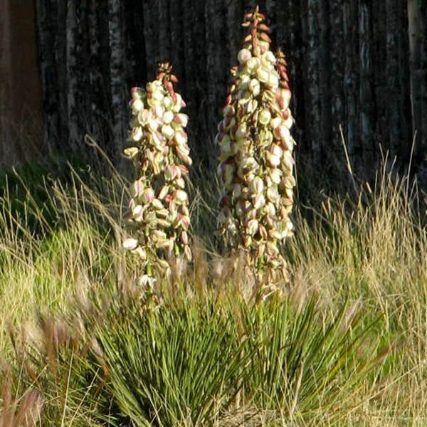 Plains Yucca - Image 2