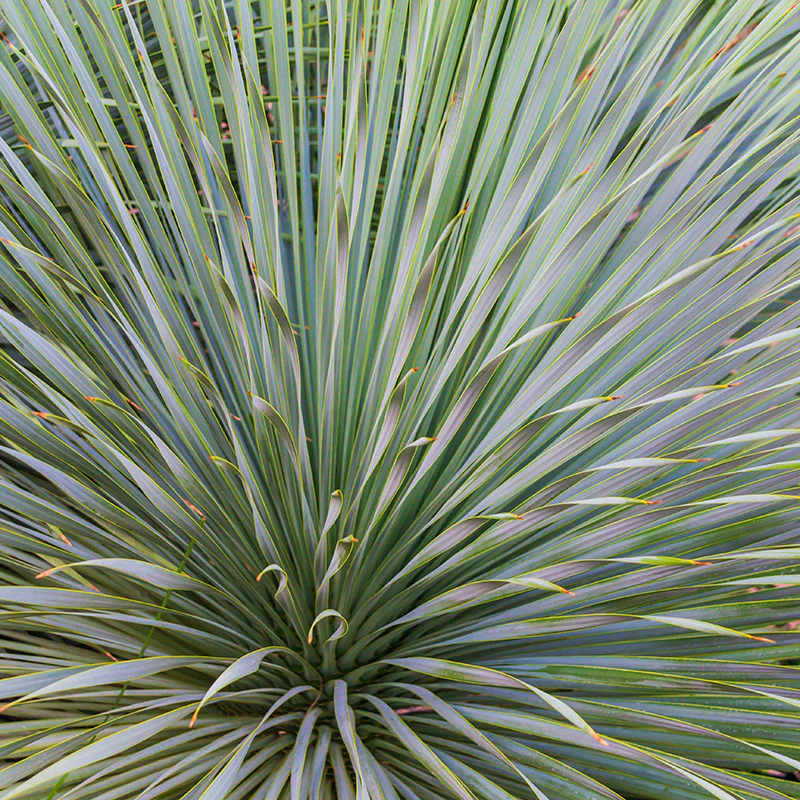 Sapphire Skies Beaked Blue Yucca